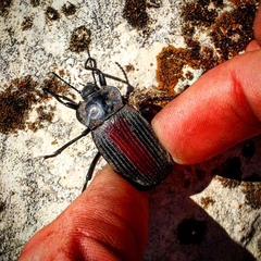 Eleodes suturalis