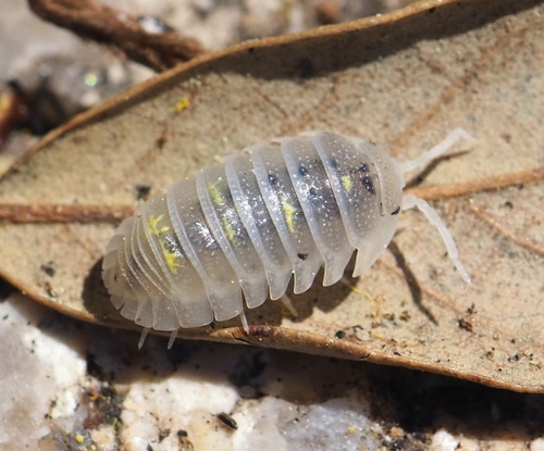 Granulated Pill Woodlouse, Provincia di Sassari, Italia, photo 4 of 10