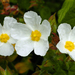 Cistus inflatus - Photo (c) Eric in SF, some rights reserved (CC BY-NC-ND)