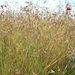 Kangaroo Grass - Photo (c) John Tann, some rights reserved (CC BY)