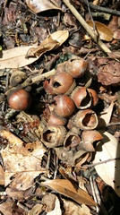 Lithocarpus kawakamii