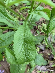 Iodanthus pinnatifidus