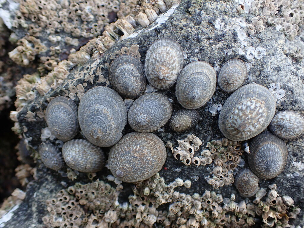 Boreal Limpet