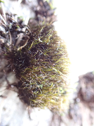 Image of Campylopus atrovirens by no rights reserved