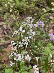 Iodanthus pinnatifidus