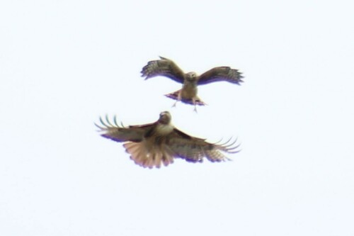 Western Red-tailed Hawk photographed in Oregon