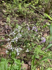 Iodanthus pinnatifidus