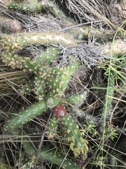 Austrocylindropuntia shaferi