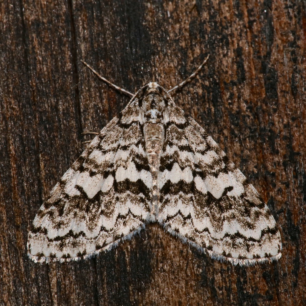 Scribbler Moth