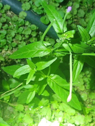 Dwarf willowherb (Epilobium obscurum)