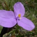 Patersonia sericea - Photo (c) John Tann，保留部份權利CC BY