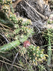 Austrocylindropuntia shaferi