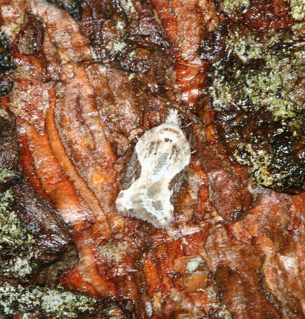 Forbes' Acleris Moth from Parc régionale de la rivière Métis on April ...