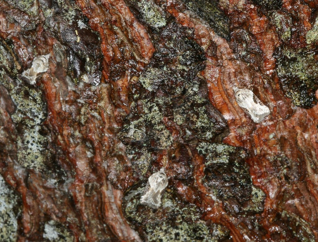 Forbes' Acleris Moth from Parc régionale de la rivière Métis on April ...