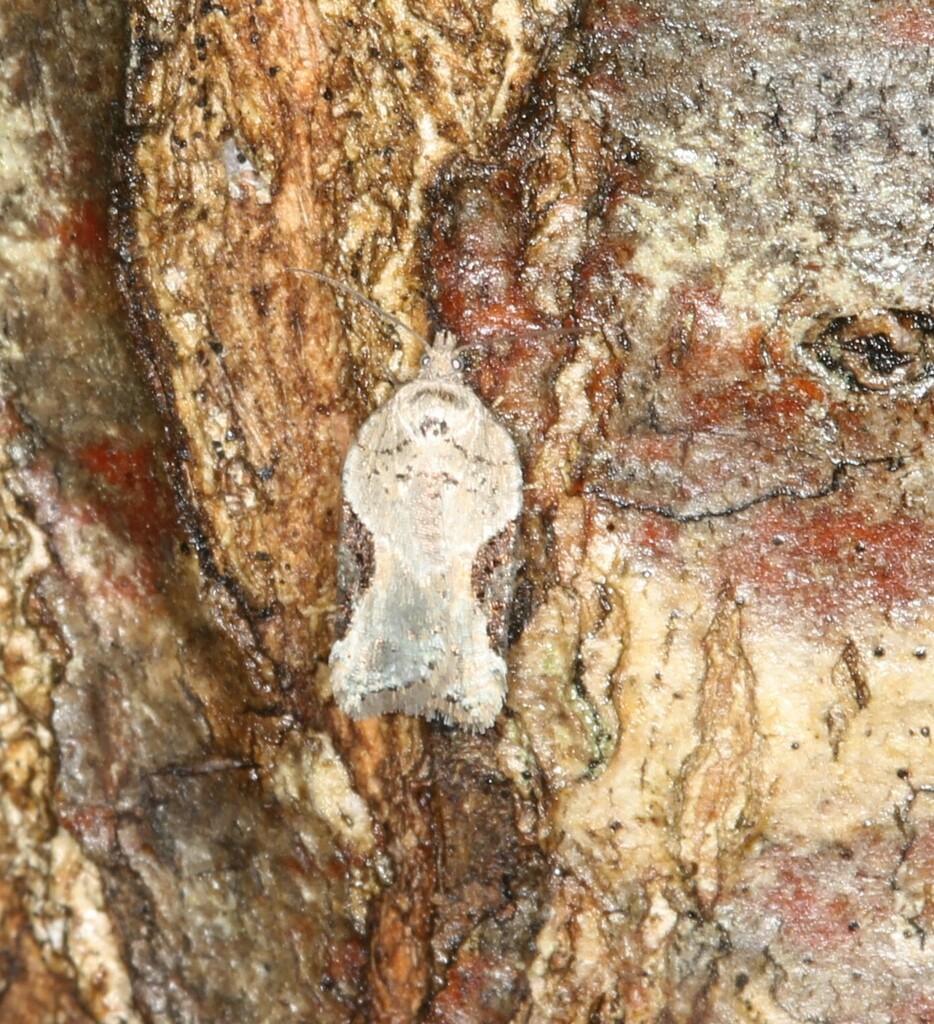 Forbes' Acleris Moth from Parc régionale de la rivière Métis on April ...