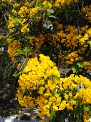 Senna racemosa
