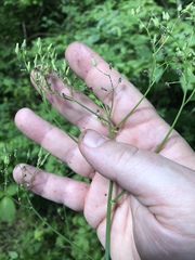 Youngia thunbergiana