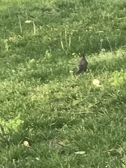 Turdus migratorius