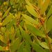 Persoonia lanceolata - Photo (c) Tony Rodd, algunos derechos reservados (CC BY-NC-SA)