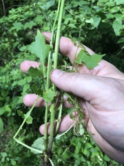 Youngia thunbergiana