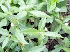 Magnoliopsida