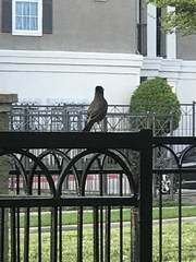 Turdus migratorius