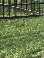 Turdus migratorius