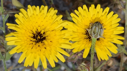 False Sow-thistle