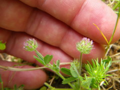 Trifolium microcephalum