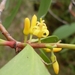 Persoonia levis - Photo (c) John Tann, alguns direitos reservados (CC BY)