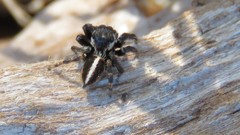 Evarcha denticulata