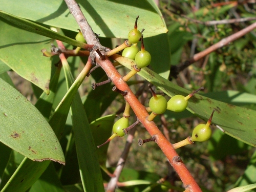 Broad-leaf Geebung