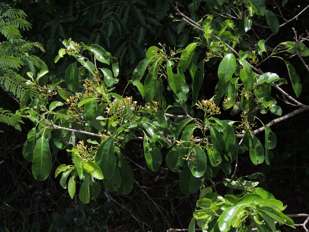 Rauvolfia sellowii