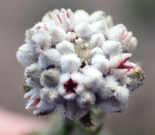 Image of Phylica alba by (c) Nicola van Berkel, some rights reserved (CC BY-SA)