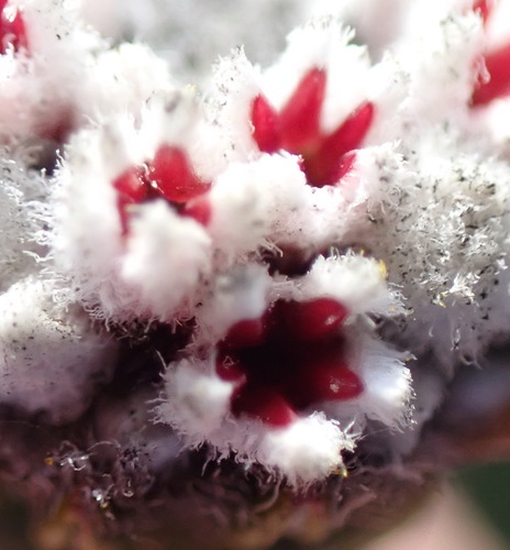 White Hardleaf (Phylica alba)