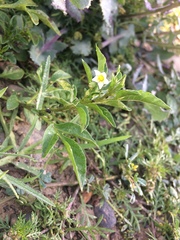 Solanum palitans