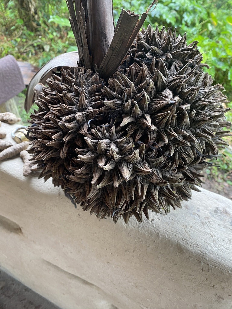 Ecuadorian Tagua Palm
