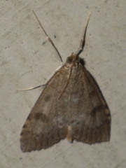 Udea prunalis