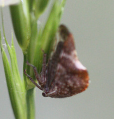 Telamonanthe