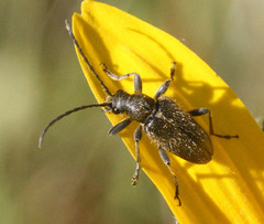 Brachysomida californica