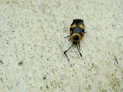 Thyrsocera spectabilis