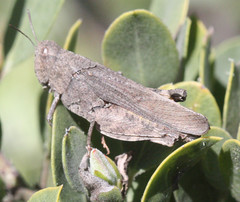 Chimarocephala pacifica