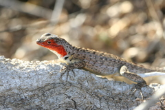 Floreana Lava Lizard photo 2