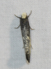 Tinea occidentella