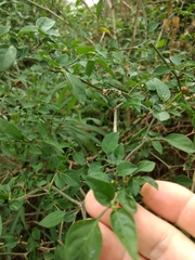 Capsicum annuum glabriusculum