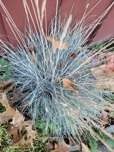 Foto de Grama-azul