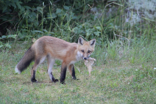 Red Fox photographed in Maine