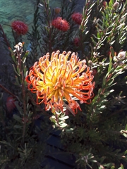 Leucospermum