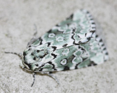 Bryolymnia viridata