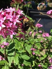 Xylocopa virginica image